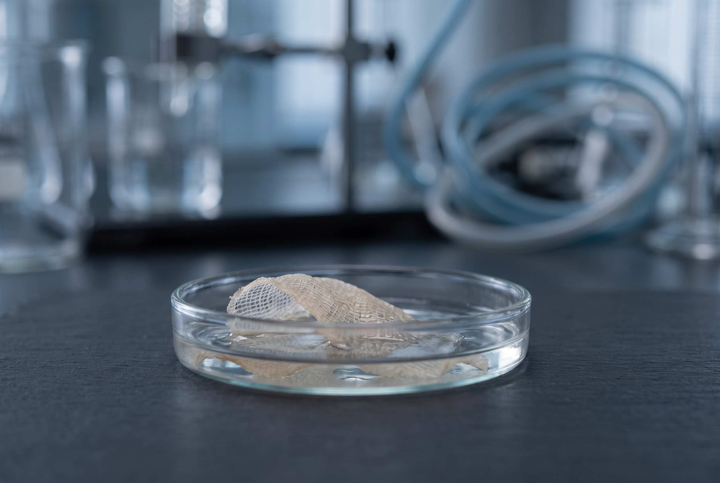 Living brain tissue in a dish is helping scientists study pregnancy and inflammation