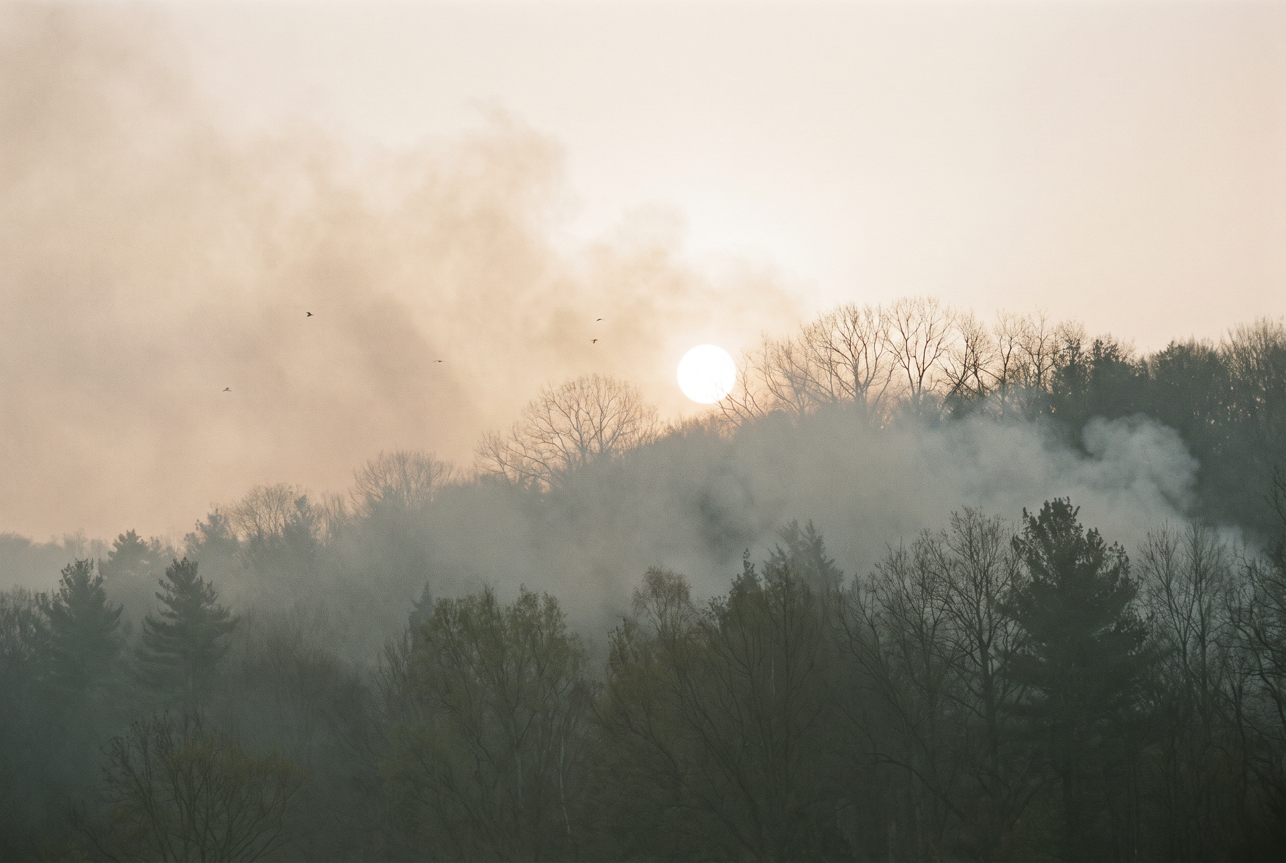 Wildfire smoke is quietly thinning out birdsong, a 15-year study finds