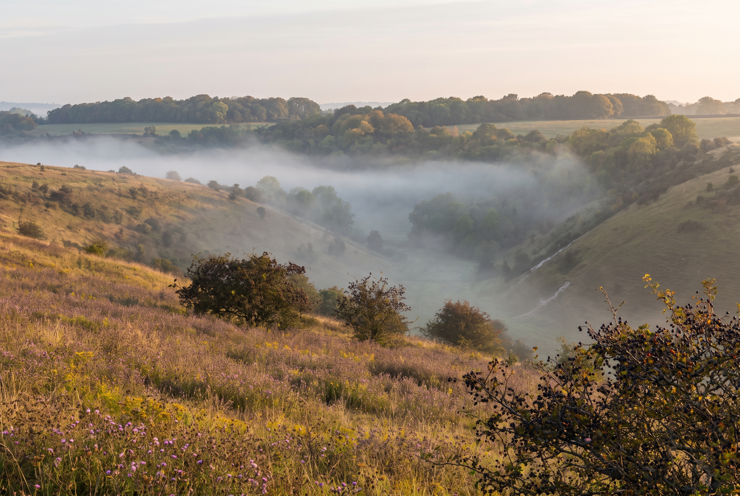 England has a new national nature reserve, in the Dorset hills that inspired Thomas Hardy