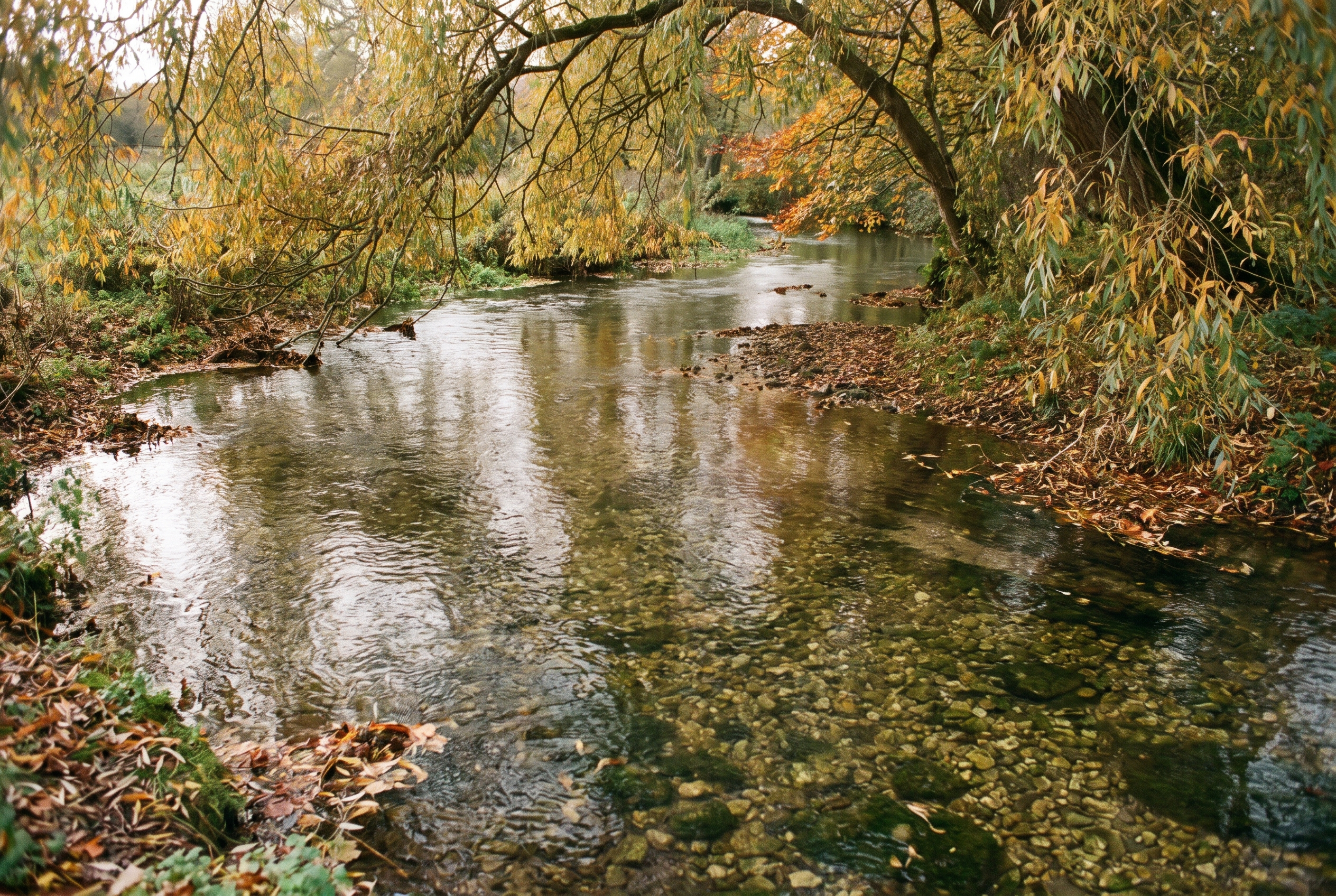 One or two out of a hundred: England's salmon are vanishing from their own rivers